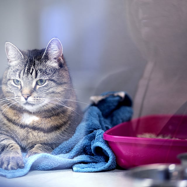 Eine Katze, die auf einem blauen Handtuch sitzt.