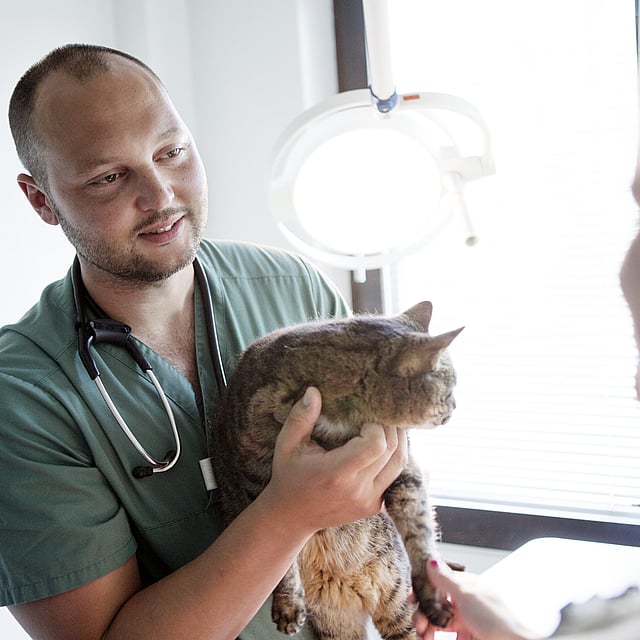 Eine Person, die eine Katze hält.