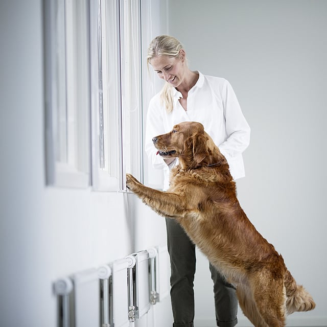 Eine Person und ein Hund, die auf ein Fenster schauen.
