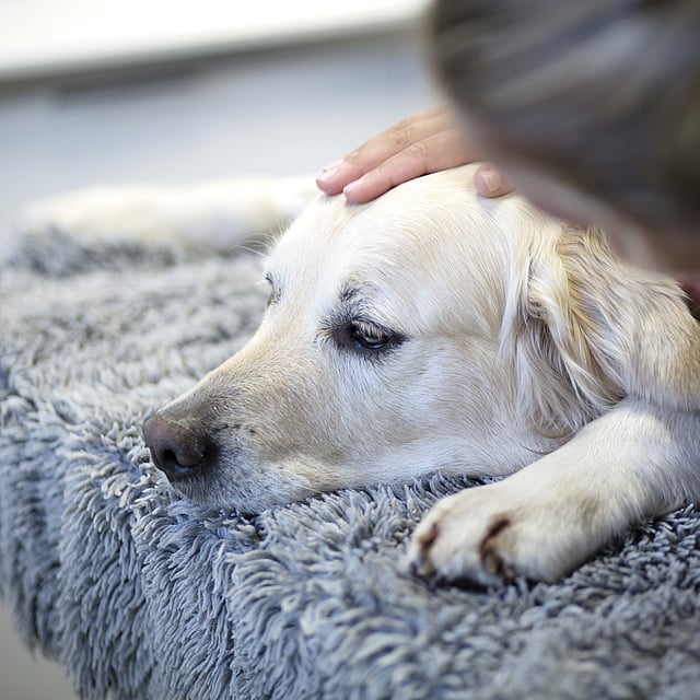 Ein Hund, der auf einem Teppich liegt.