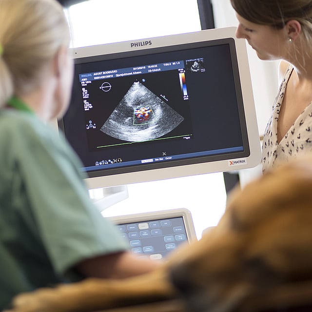 Eine Person, die einen Hund auf einem Computerbildschirm betrachtet.