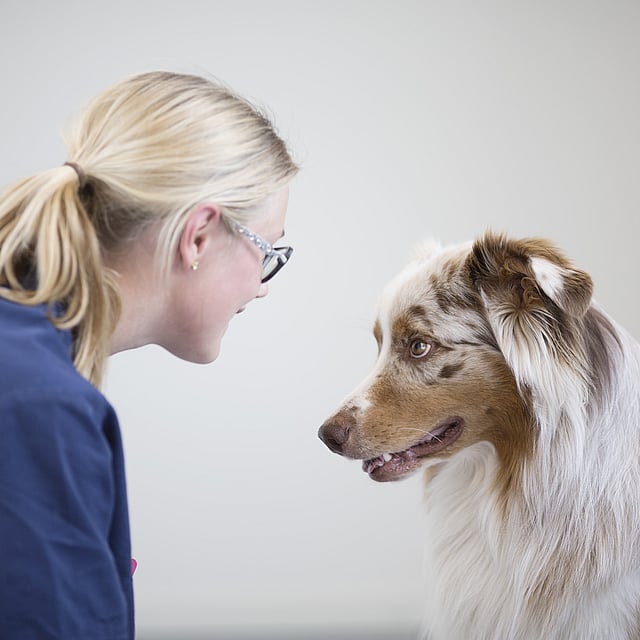 Eine Person, die einen Hund anschaut.