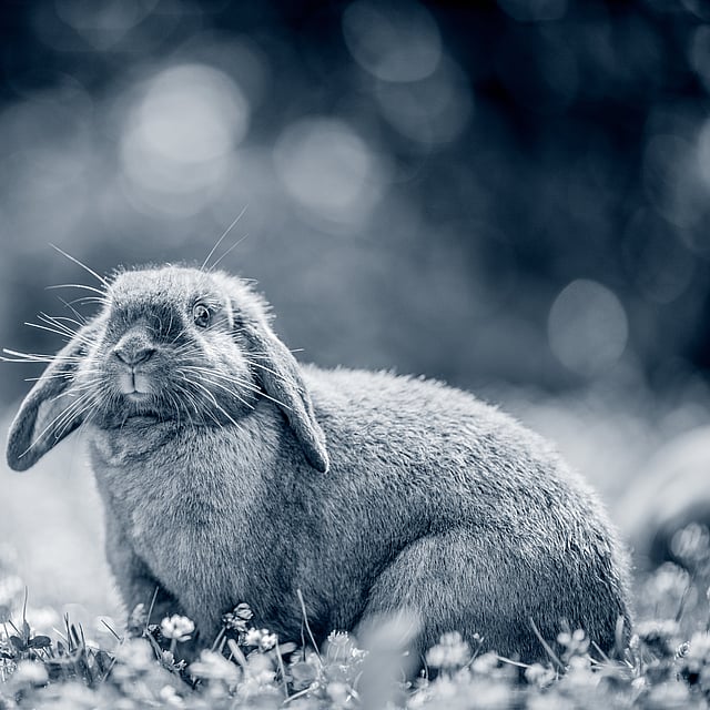 Ein Kaninchen sitzt im Gras.