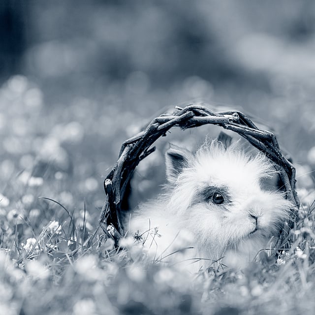 Ein Kaninchen im Korb.