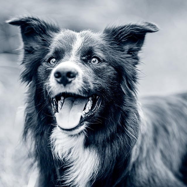 Ein Hund mit offenem Mund und leicht abgeknickten Ohren schaut nach oben.