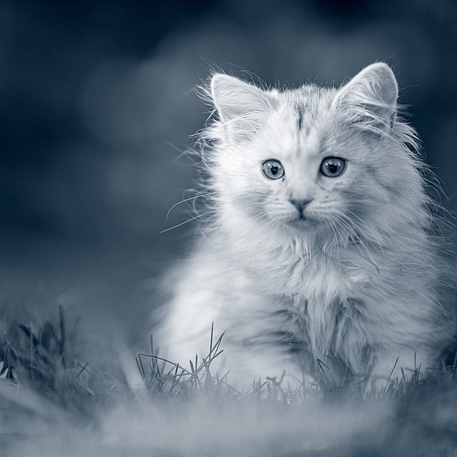 Eine Katze, die im Gras sitzt.