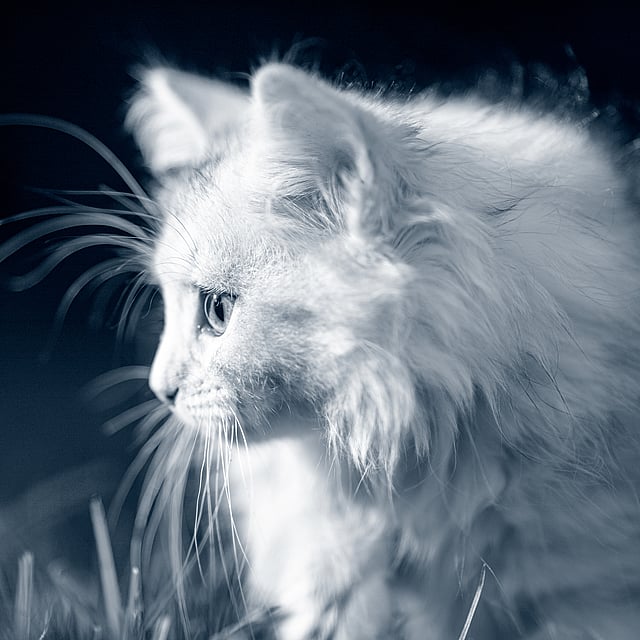 Eine weiße Katze, die nach oben schaut.