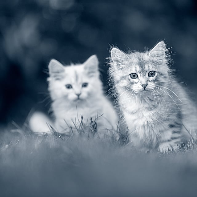 Zwei Katzen im Gras.