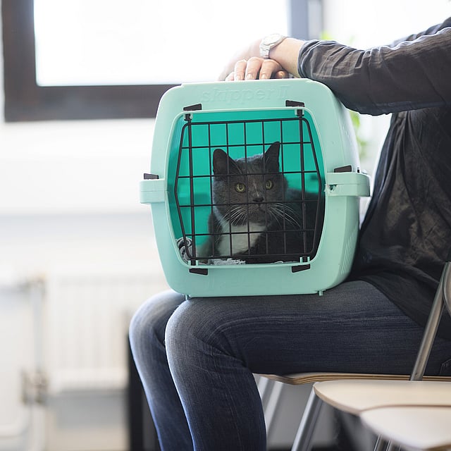 Eine Katze in einer Transportbox.