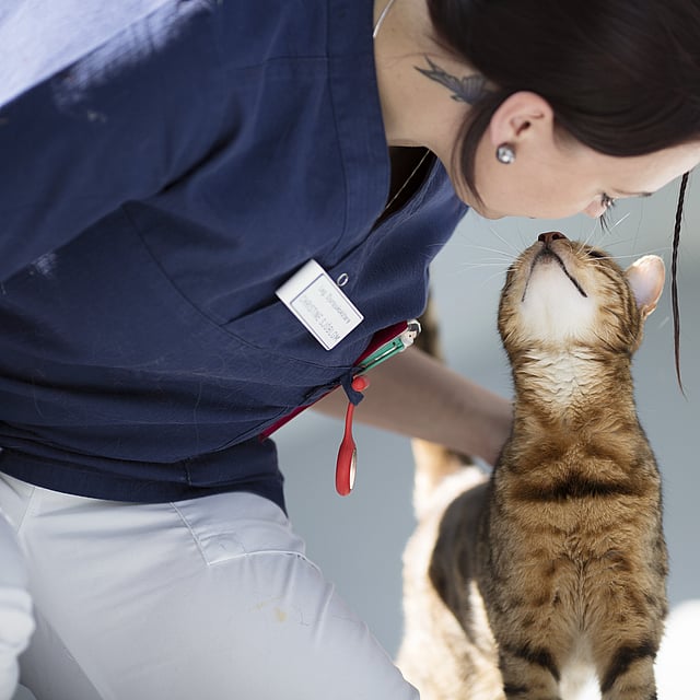 Eine Person, die eine Katze streichelt.