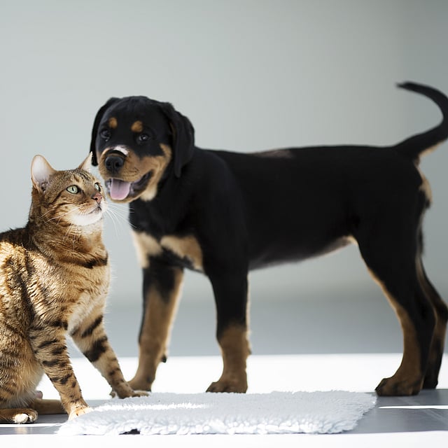 Hund unt katze
