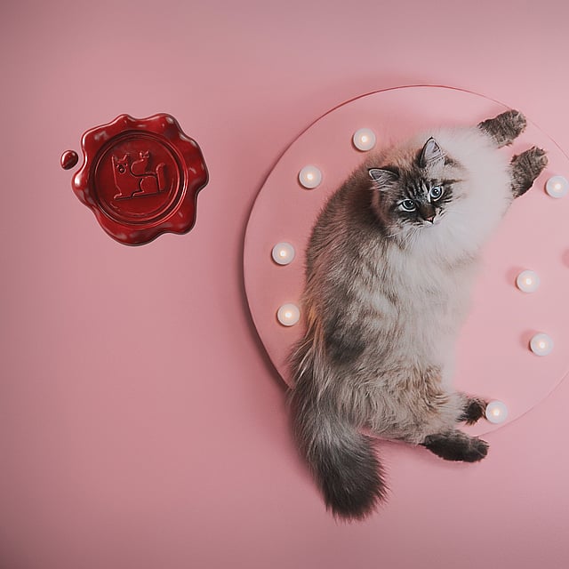 Eine Katze, die auf einem rosa Teller mit Lichtern liegt.