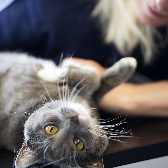 Eine Katze, die auf dem Rücken liegt.