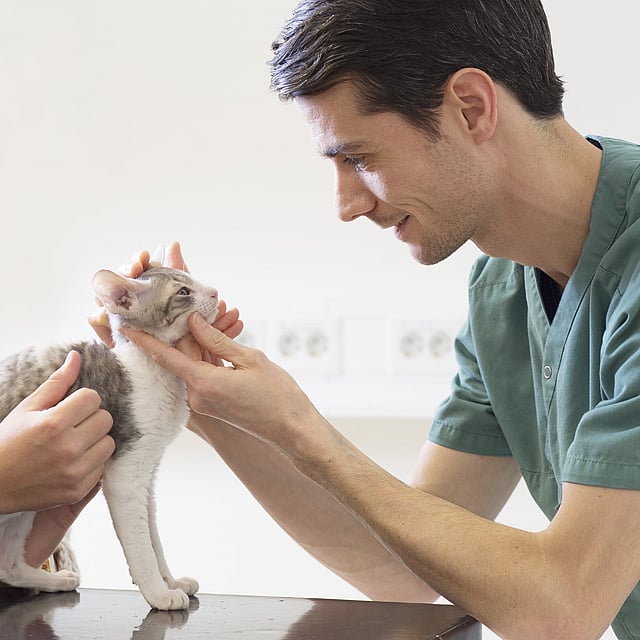 Eine Person in Kitteln, die eine Katze berührt.