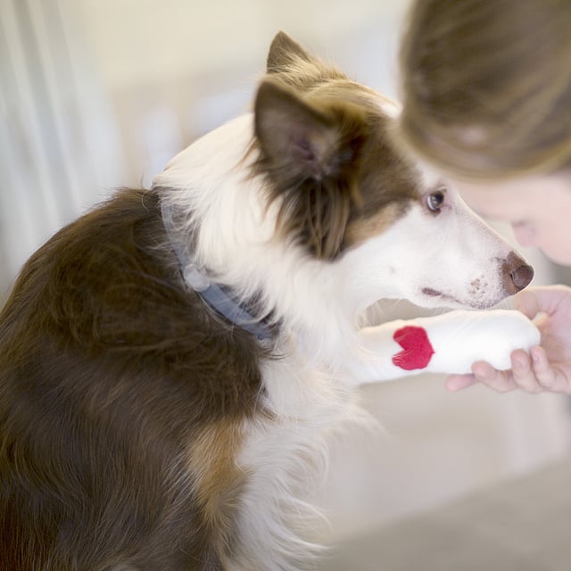 Ein Hund mit einem Herz auf der Pfote.