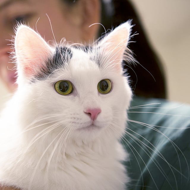 Eine Person, die eine Katze hält.