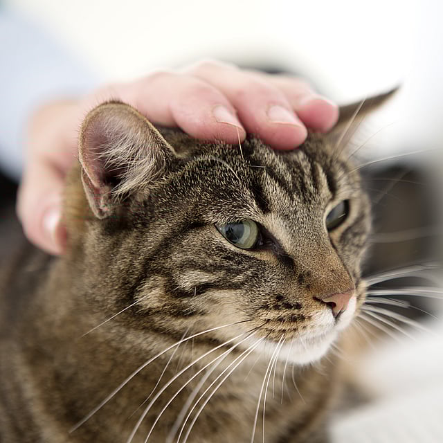 Eine Hand auf einer Katze.