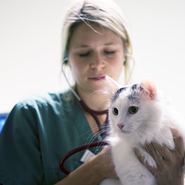 Eine Person, die eine Katze hält.