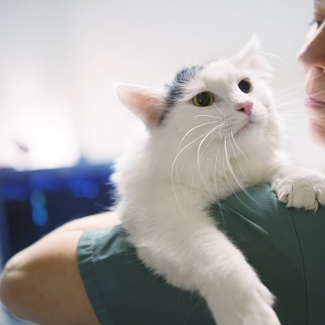 Eine Person, die eine Katze hält.