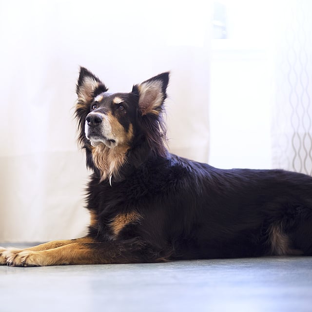 Ein Hund, der auf dem Boden liegt.