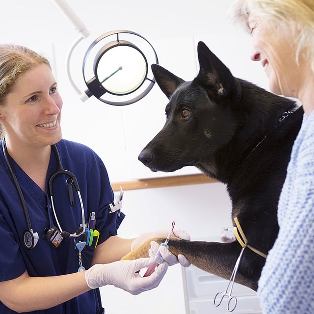 Eine Person und ein Hund, die eine Injektion erhalten.