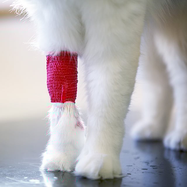 Eine Katze mit einem Verband am Bein.