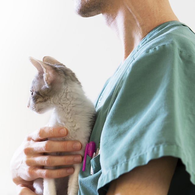 Eine Person, die eine Katze hält.