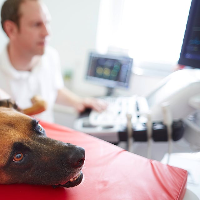 Ein Hund, der auf einem Tisch liegt.