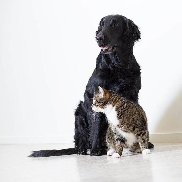 Ein Hund und eine Katze sitzen auf dem Boden.