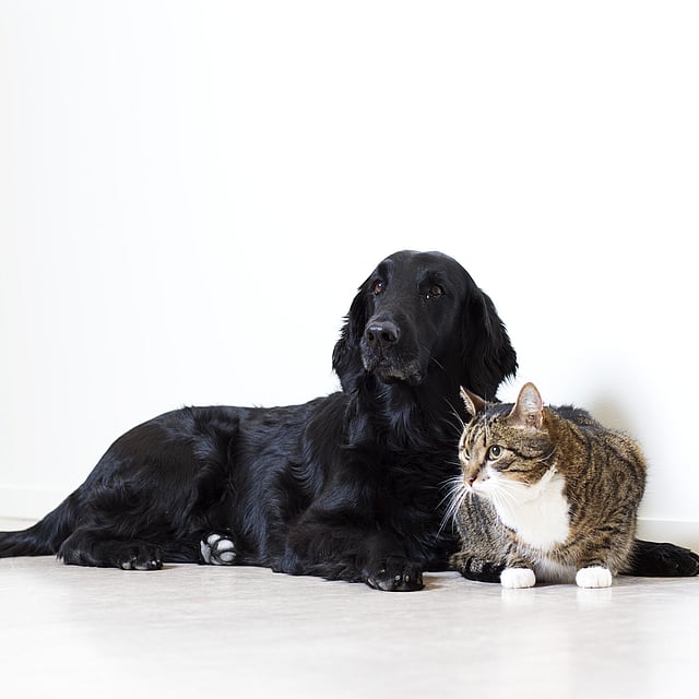 Ein Hund und eine Katze, die auf dem Boden liegen.