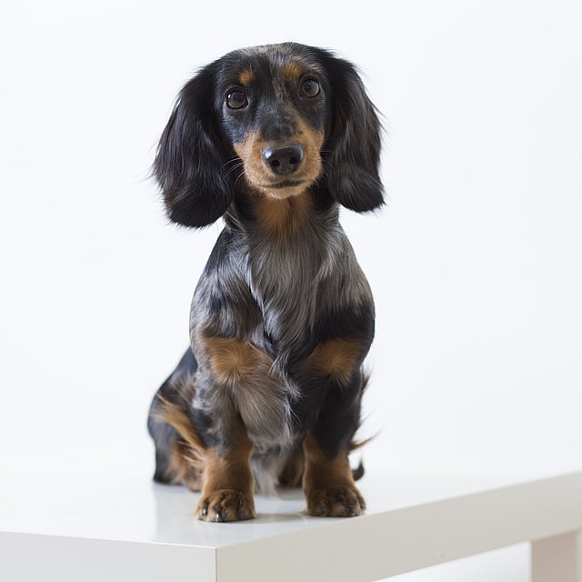 Ein Hund, der auf einem weißen Tisch sitzt.