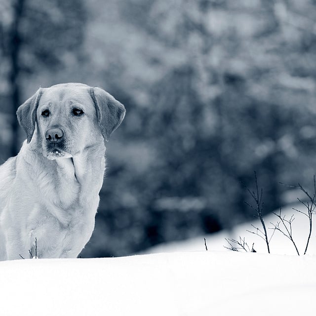 Ein Hund, der im Schnee steht.
