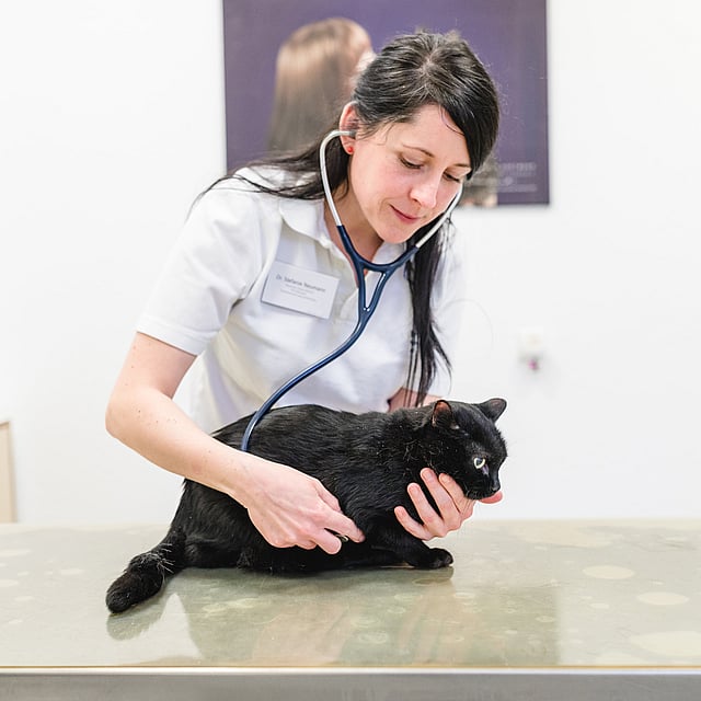 Eine Person mit einem Stethoskop, die eine Katze untersucht.