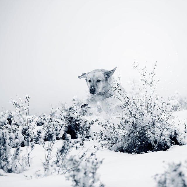 Ein Hund im Schnee.