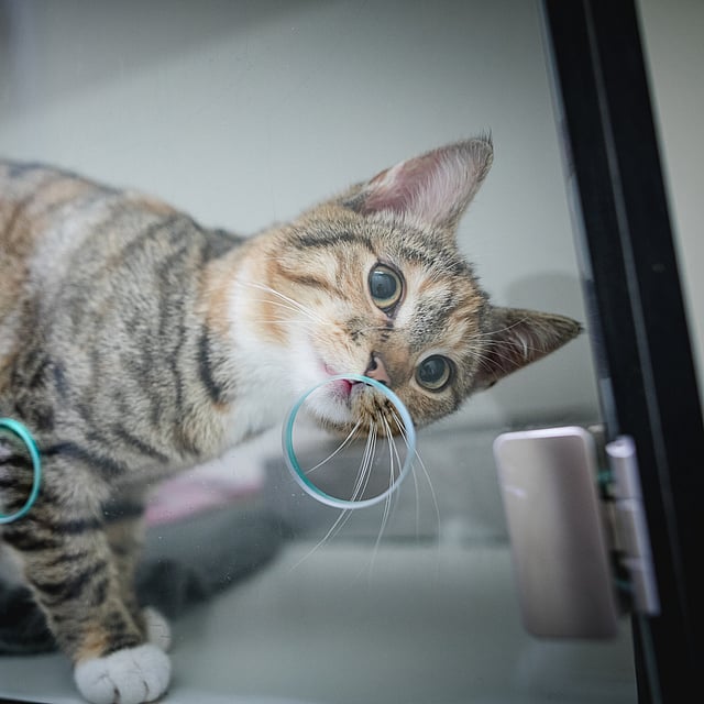 Eine Katze mit einem Ring im Maul.