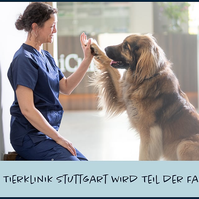 Eine Person, die einem Hund ein High Five gibt.