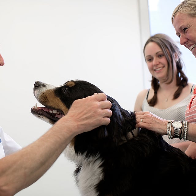 A person and person petting a dog.