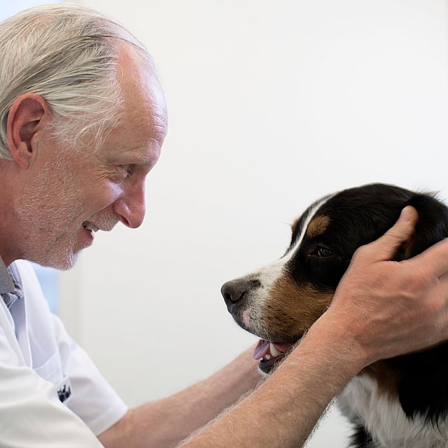 Eine Person, die einen Hund streichelt.