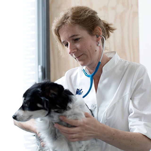 Eine Person, die ein Stethoskop trägt und einen Hund hält.