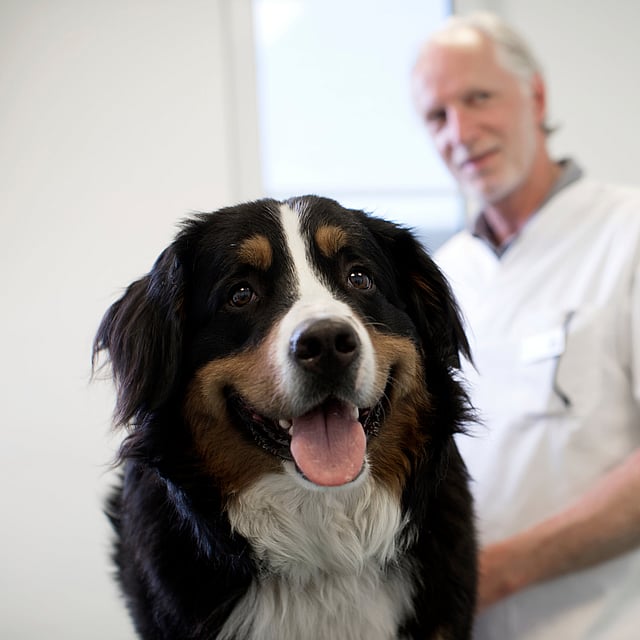 Ein Hund mit herausgestreckter Zunge.