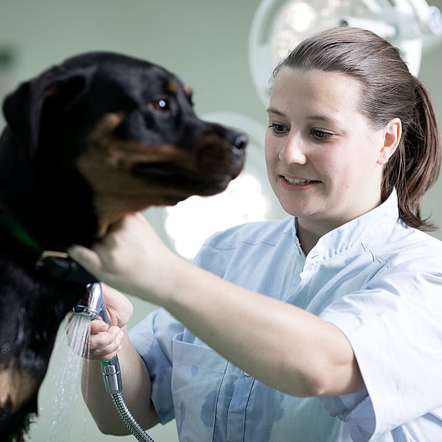 Eine Person, die einen Hund wäscht.