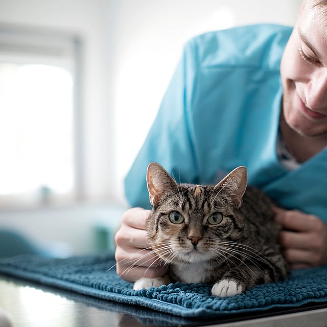 Eine Person in einem blauen Hemd, die eine Katze streichelt.