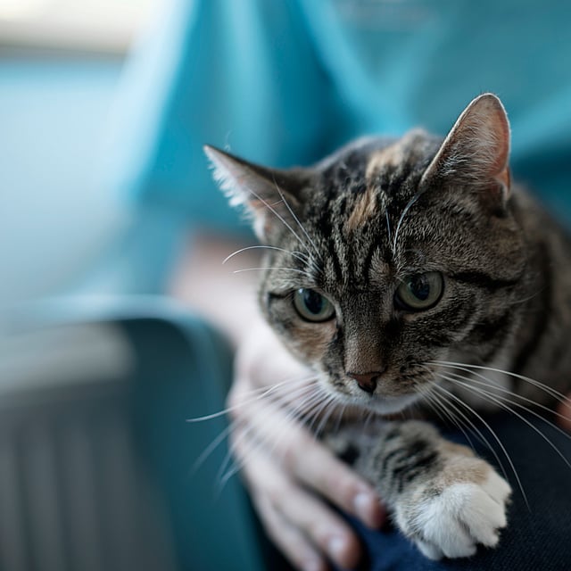 Eine Katze, die auf dem Schoß einer Person sitzt.