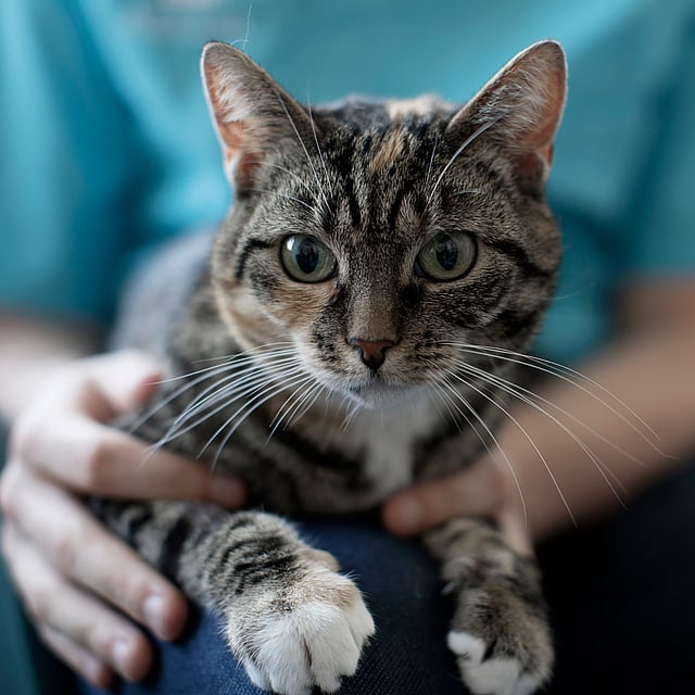 Eine Katze, die auf dem Schoß einer Person sitzt.