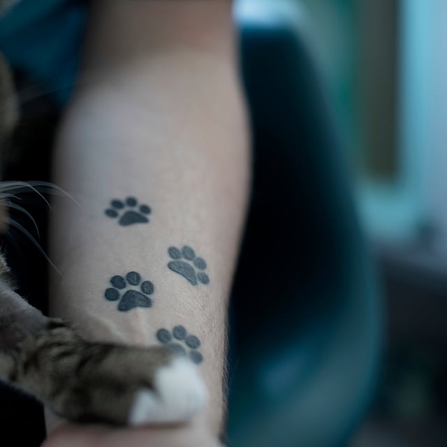 Eine Katze mit Pfotenabdrücken auf dem Arm einer Person.