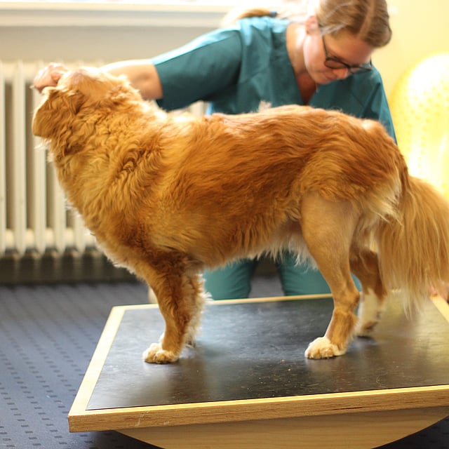 Ein Hund auf einem Tisch.