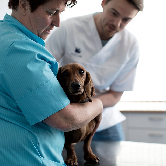 A person holding a dog.