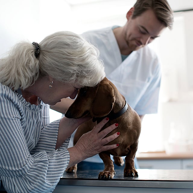 Eine Person, die einen Hund streichelt.