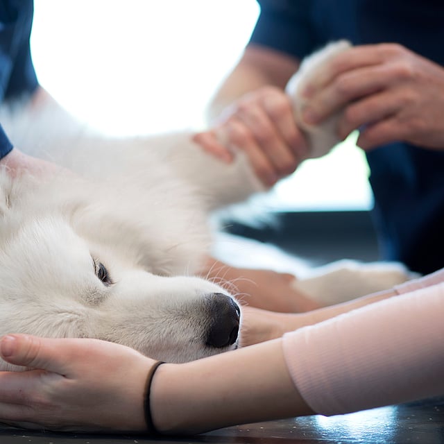 A person holding a dog.
