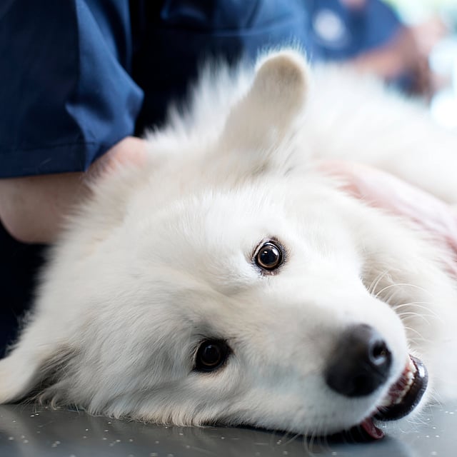 Ein weißer Hund, der auf einem Tisch liegt.